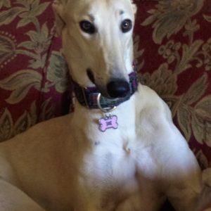 Greyhound Lovers