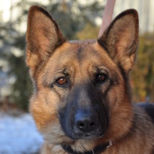 German Shepherd Lovers