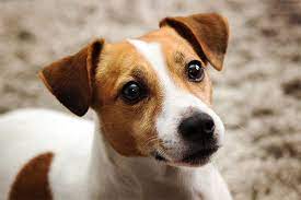 Jack Russell Lovers