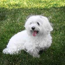 Maltese Lovers
