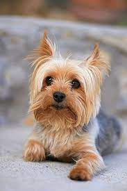 Yorkie Lovers