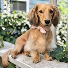 Dachshund Lovers