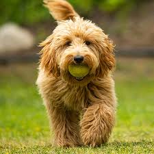 Goldendoodle Lovers