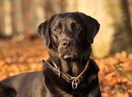 Labrador Retreiver Lovers