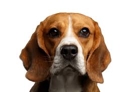 Beagle Lovers