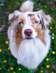 Australian Shepherd Lovers