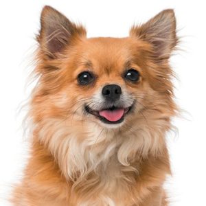 Chihuahua Lovers