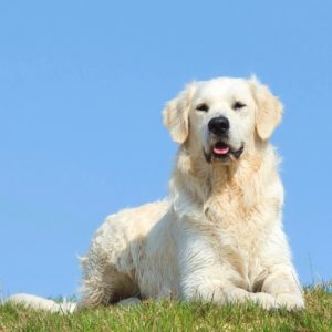Golden Retriever Lovers