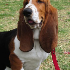 Basset Hound Lovers