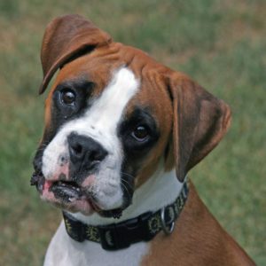 Boxer Lovers
