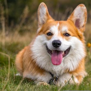 Corgi Lovers