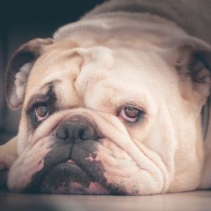 English Bulldog Lovers