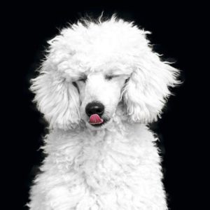 Poodle Lovers