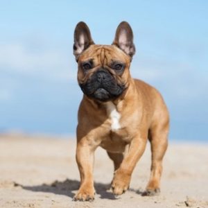 French Bulldog Lovers