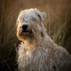 Wheaten Terrier Lovers