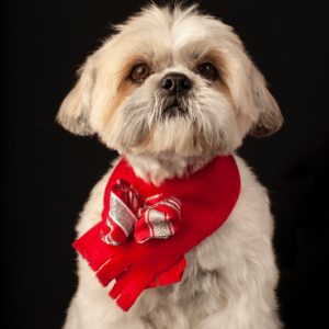 Shih Tzu Lovers