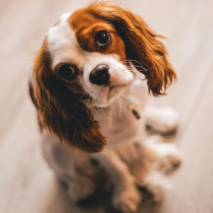 Cavalier King Charles Spaniel Lovers
