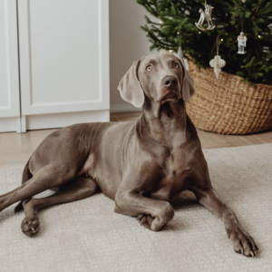 Weimaraner Lovers